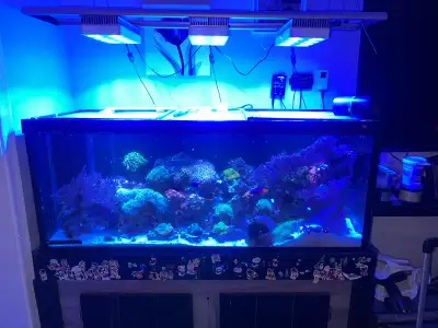 Saltwater coral and fish, View more