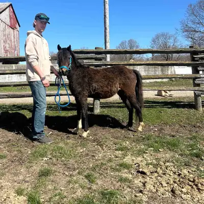 Welsh Pony , View more