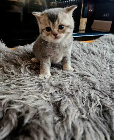 chaton scottish fold et straight pure race, View more