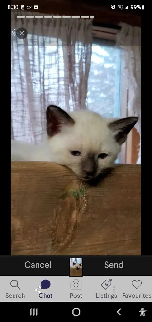 Siamese Kittens in Cats & Kittens for Rehoming in Oakville / Halton Region - Image 10
