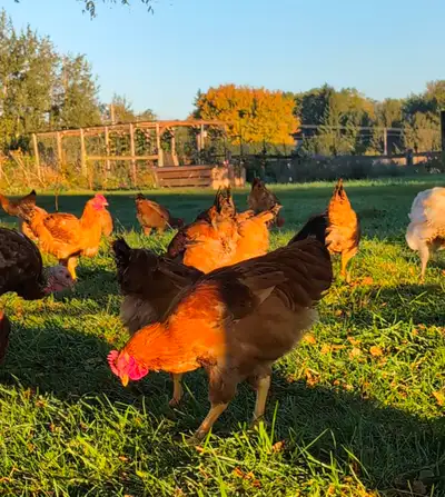 Non-GMO Pastured Chicken, View more