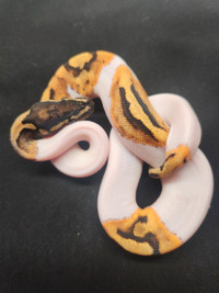 Pied het Orange Ghost hatchling