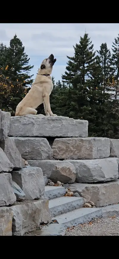 8 week old 22lbs female anatolian/kangal