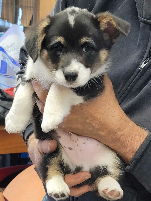 Corgi babies in Dogs & Puppies for Rehoming in Swift Current - Image 3