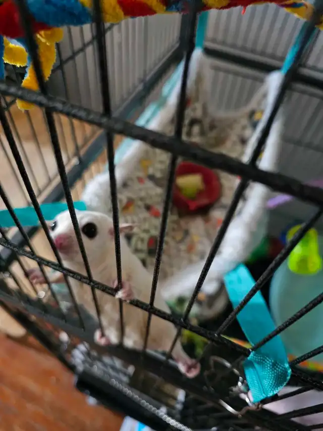 sugar gliders in Other Pets for Rehoming in Nelson - Image 6