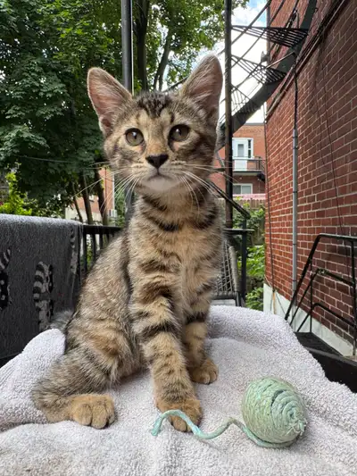  Bengal mixed kittens , View more