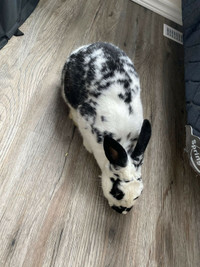 Rabbit for free (not food for your pets!!)