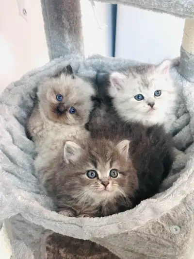 Chatons Himalayen-Persan, View more