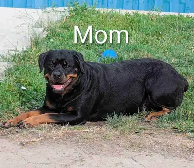 Purebreed Rottweiler puppies for sale, View more