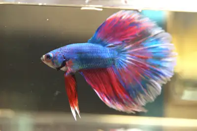 Healthy Male Halfmoon Betta Fish For Sale, View more