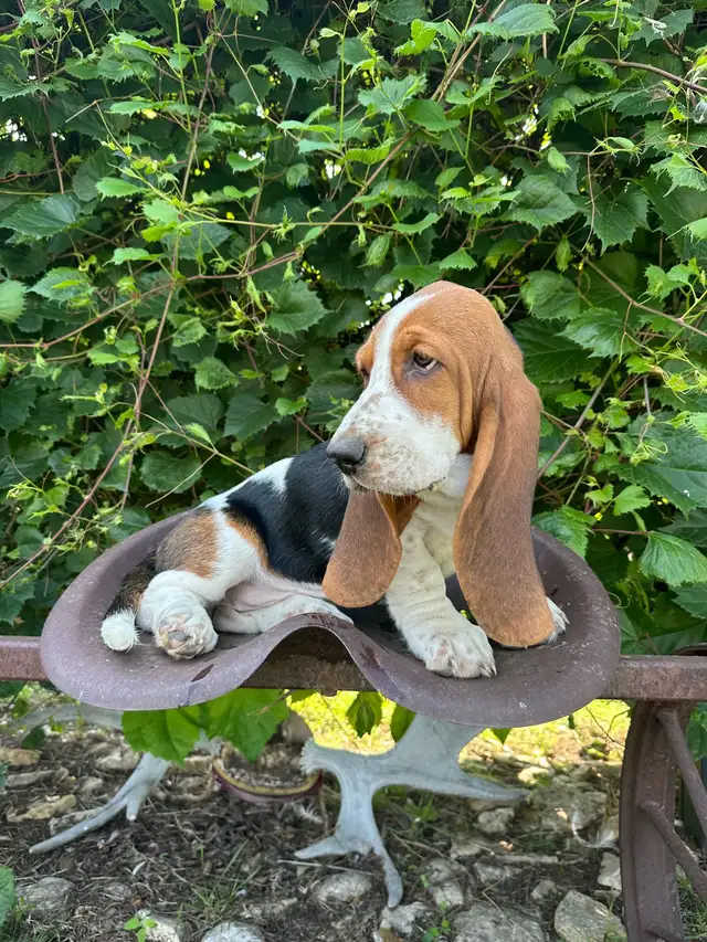 Female Basset Hound Puppies in Dogs & Puppies for Rehoming in Saskatoon - Image 2