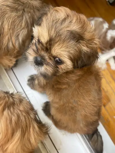 Chiots Shihtzu impérial pure rare, View more