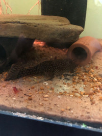 Ancistrus wabenmuster bristlenose males