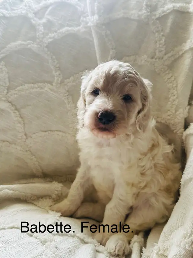 Stunning Cockapoos. in Dogs & Puppies for Rehoming in Edmonton - Image 6