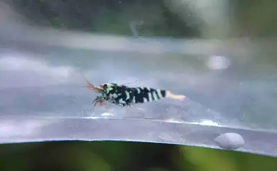 black galaxy tigers - caridina shrimp, View more