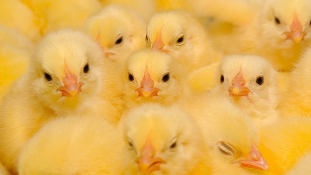 Baby hens  in Livestock in Annapolis Valley