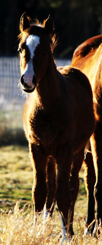 Bay Arabian Rabicano Show / Breeding Prospect. OLD Pedigree! in Horses & Ponies for Rehoming in Edmonton - Image 4