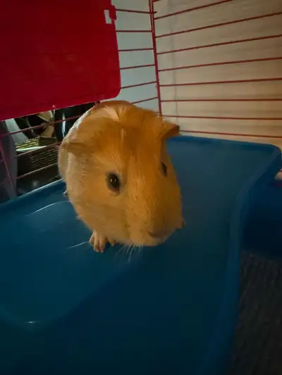 Free 1-Year-Old Guinea Pig – Comes with Everything 1-year-old guinea pig ready for a new loving home...