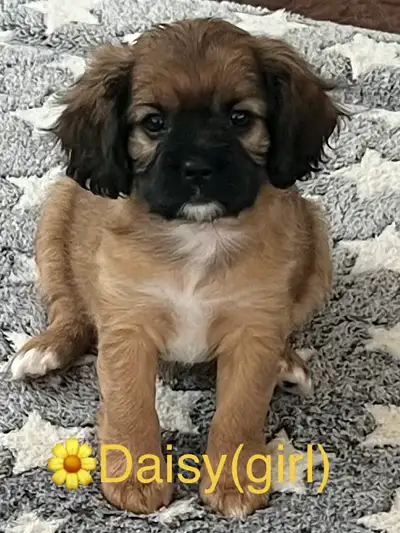 Cavalier/ Shitzu puppy, View more