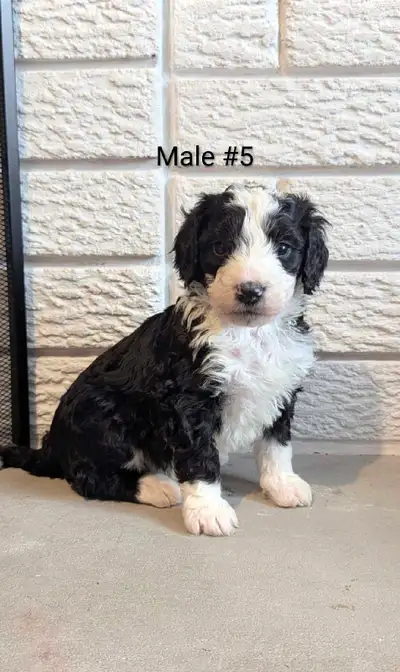 Bernedoodle puppies, View more