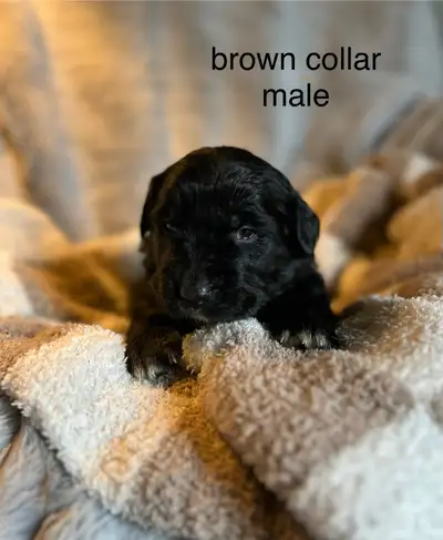 Greater Swiss x Golden Retriever Puppies, View more