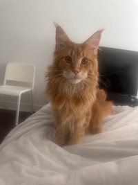 Pure bred 7 months Male Mainecoon Kitten