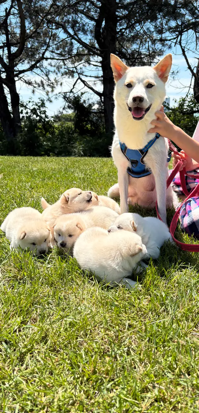 Chiots Shiba Inu puppies!! Pure race!! Micro pucé in Dogs & Puppies for Rehoming in Saint-Hyacinthe - Image 2