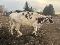 Pure Bred Ayrshire Milk Cow for sale