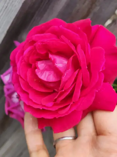 Sweet Spirit blooms in a profusion of rich, violet-red, fully double, 3” blooms showcased against a...