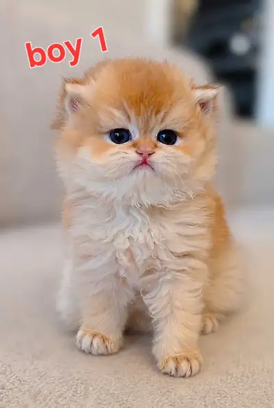 British Shorthair/Longhair kittens, View more
