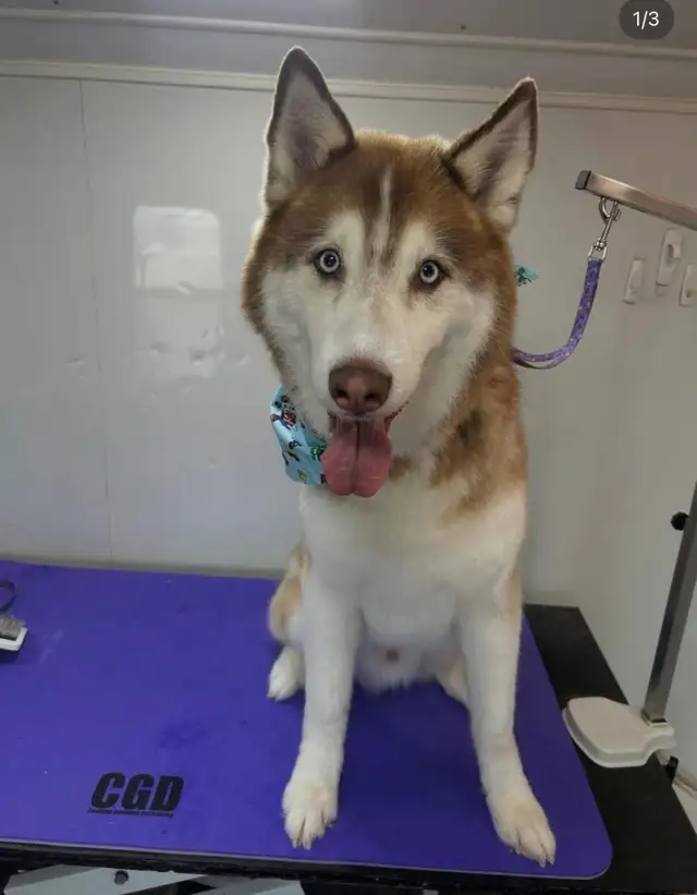 Mobile Dog Grooming in Animal & Pet Services in Calgary - Image 4