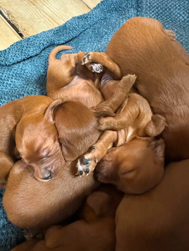 Irish Setter puppies in Dogs & Puppies for Rehoming in Grand Bend - Image 4