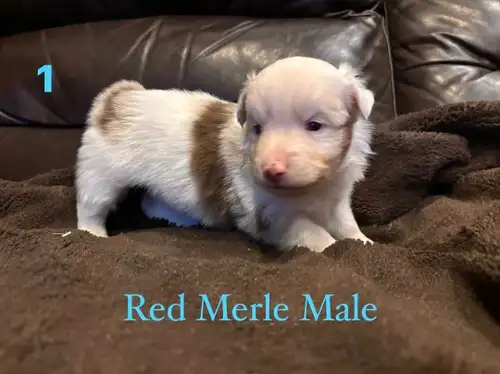 Beautiful Toy Aussie Born Feb 5 / 2025 Home date April 5 / 2025 2 Merle males / (Blue eyes ) 1 Black...