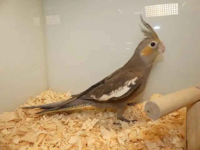 DNA tested Hand fed Hand raised Cockatiel Babies in Birds for Rehoming in Victoria - Image 9