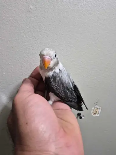 2 babies opaline lovebird for sale , View more