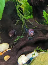 Rare Purple/Blue Mystery Snail Baby's for Sale