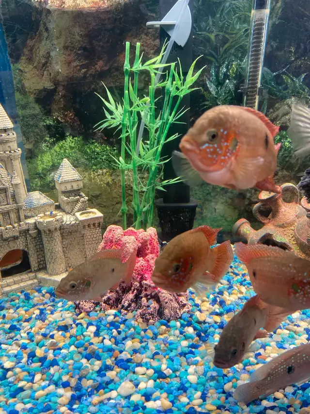 African Cichlids  in Fish for Rehoming in City of Toronto - Image 3