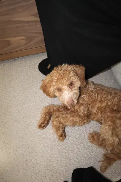 Mini Poodle Male for sale , View more