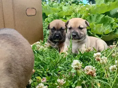 puppies for sale pitt bull x lab mixed husky, View more