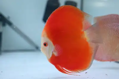 Welcome to Fins8, the largest discus store in Ontario with top quality. We have many different discu...