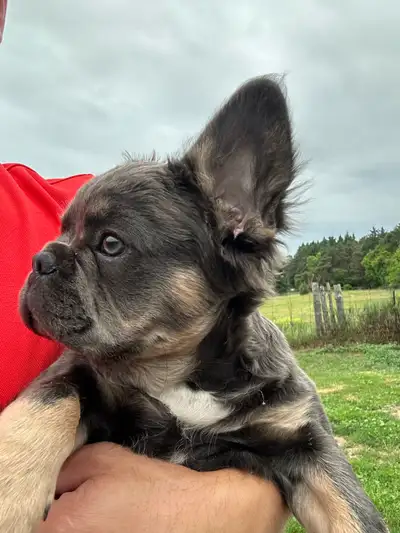 French Bulldog Puppy Fluffy, View more
