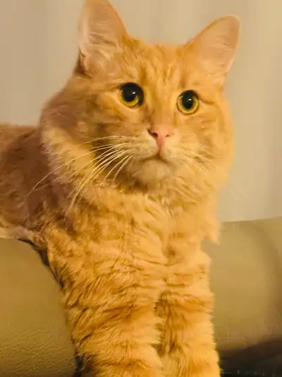 Cute Siberian Cat for Sale for rehoming, View more