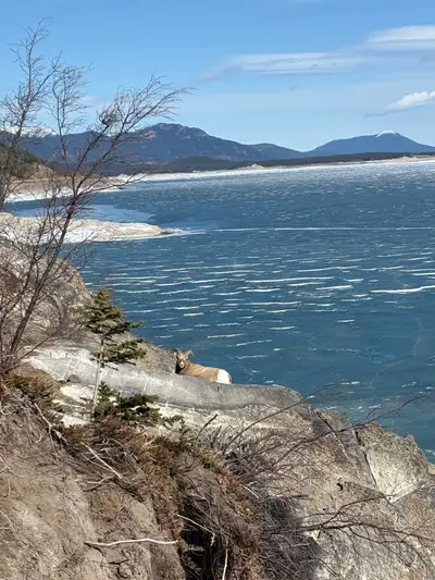 Don’t have time to get out to your Nordegg cabin? ISO 2-3 bedroom cabin for sale in the (North) Nord...
