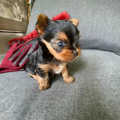 We have the most adorable Female Yorkshire Terrier (Yorkie), she's going to be 4.75 lbs. fully grown...