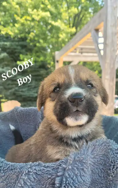 PUPPIES FOR REHOMEING, View more