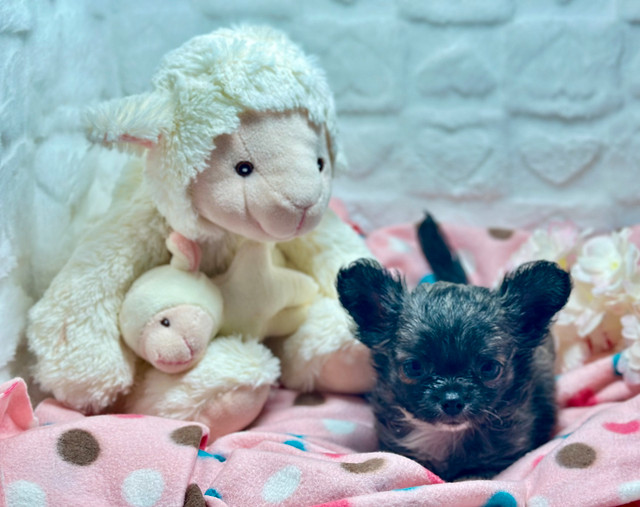 All 4 females BEAUTIFUL apple head high-quality Chihuahua puppie in Dogs & Puppies for Rehoming in City of Toronto - Image 3