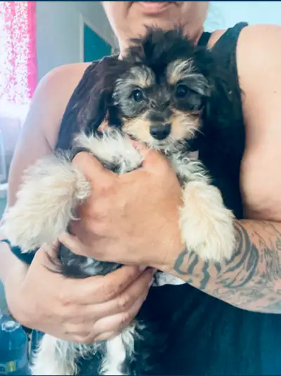 Last mini dash yorkie and a set of  frenchie mix pocket puppies, View more