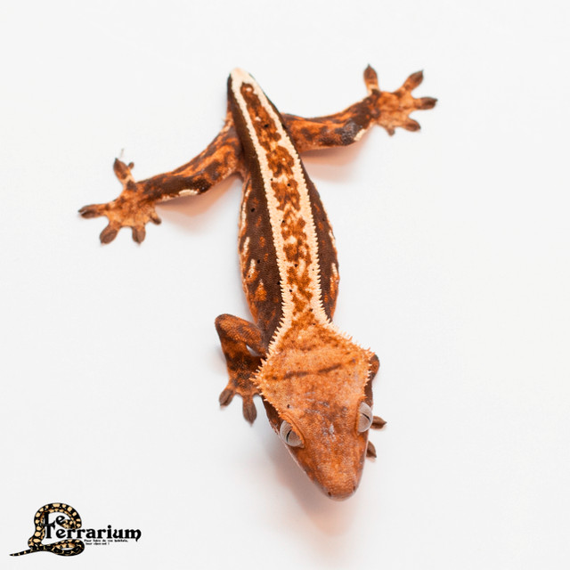 Gecko à crête - Tricolor pinstripe - Mâle dans Reptiles et amphibiens à adopter  à Ville de Québec - Image 2