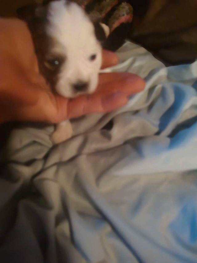 Small Puppy in Dogs & Puppies for Rehoming in Portage la Prairie - Image 4