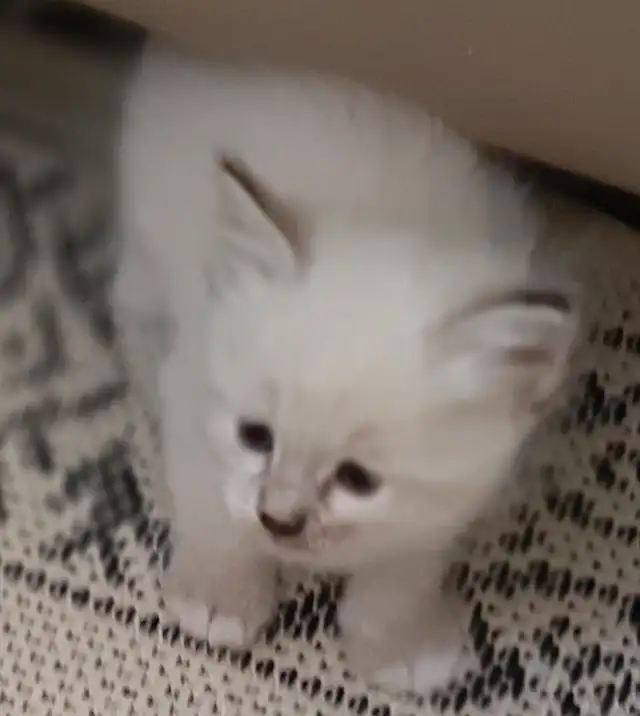 RARE - Amazing Reg&#x27;d Lynx Point  BIRMAN  Kittens